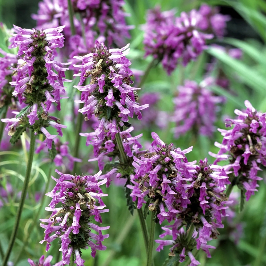  Patchouli Fragrance